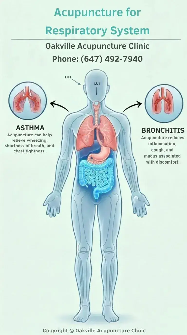 Acupuncture for Respiratory System - Infographic